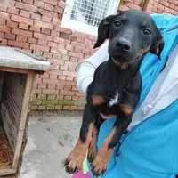 Rescued dog 115
