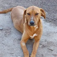 Rescued dog 117