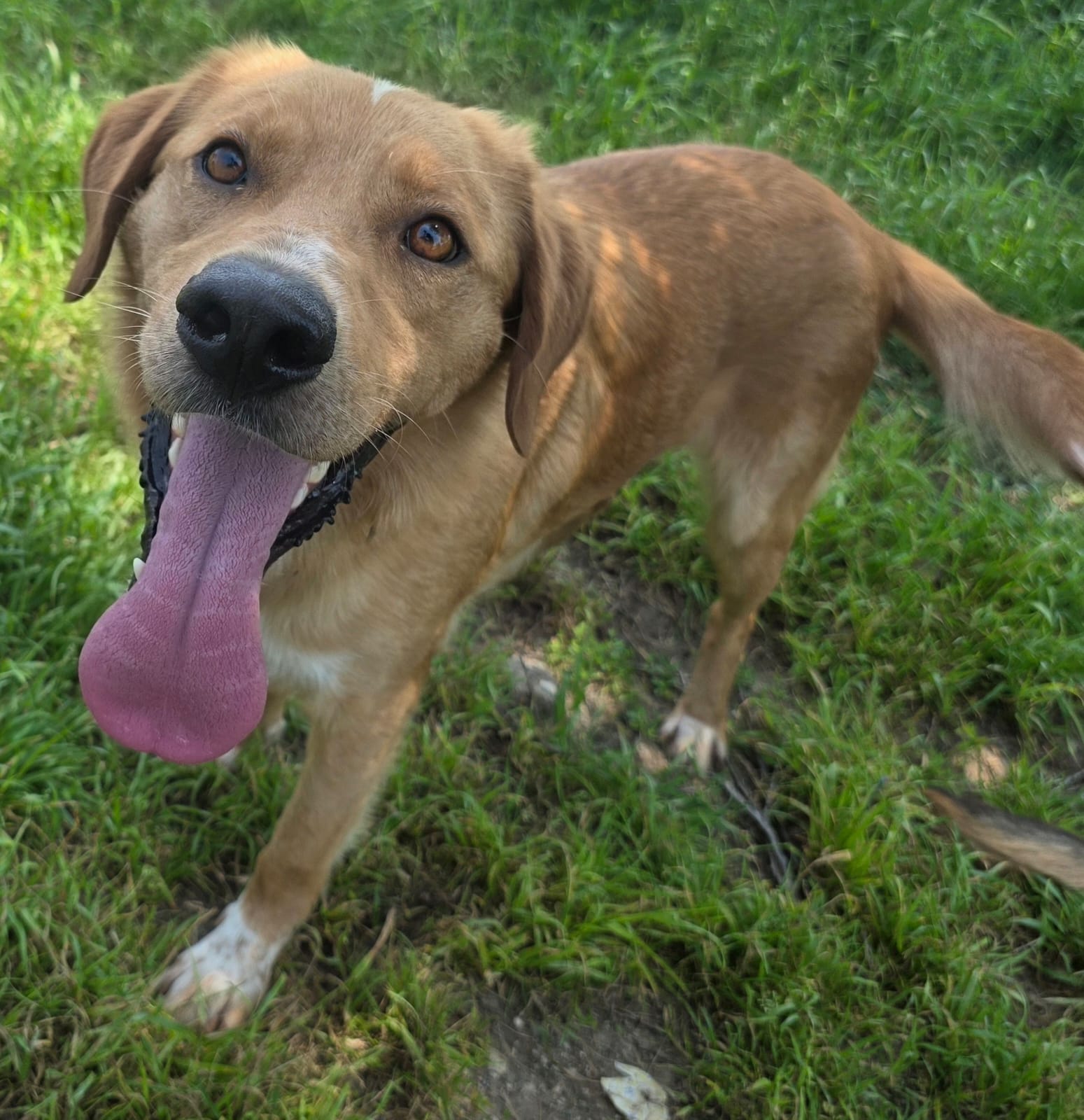 Barney photo 2