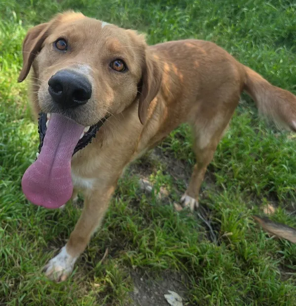 Barney photo 2