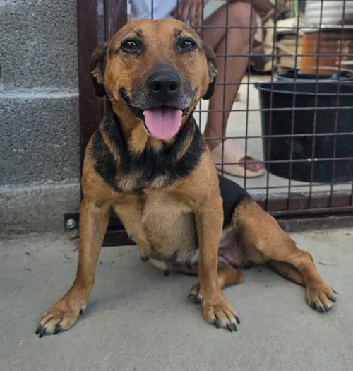 Daphne, a small rescue dog available for adoption from Bosnia