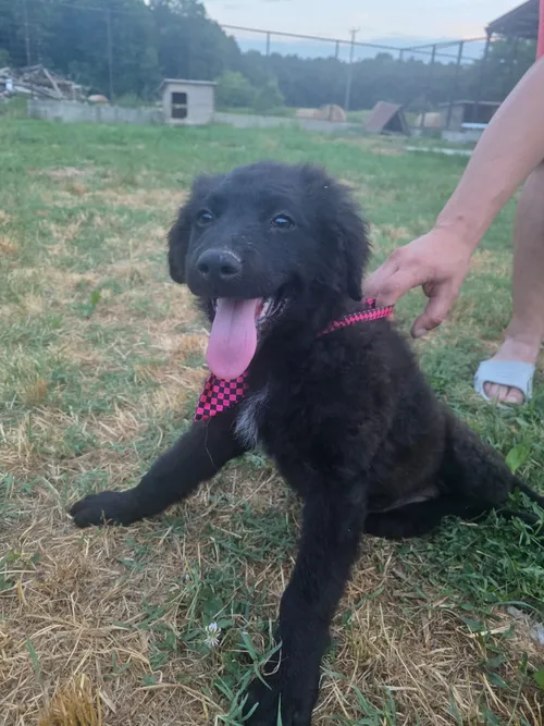 Eli, a large rescue dog available for adoption from Bosnia