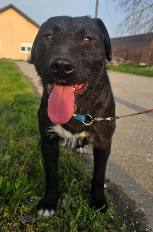 Flint