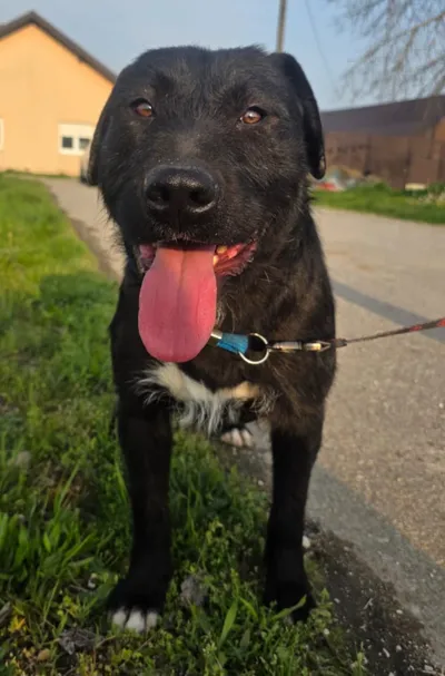 Flint, adopted from My Paws Bosnia