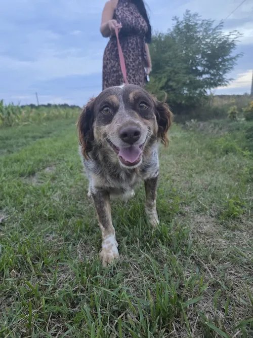 Freya, a medium rescue dog available for adoption from Bosnia