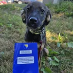 Rescued dog 56