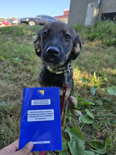 A rescued dog with their pet passport