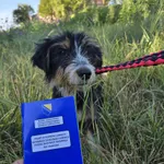 Rescued dog 55