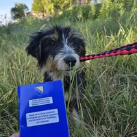 Rescued dog 55