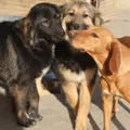 Life at the shelter 57