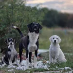 Rescued dog 27