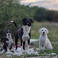 Rescued dog 27