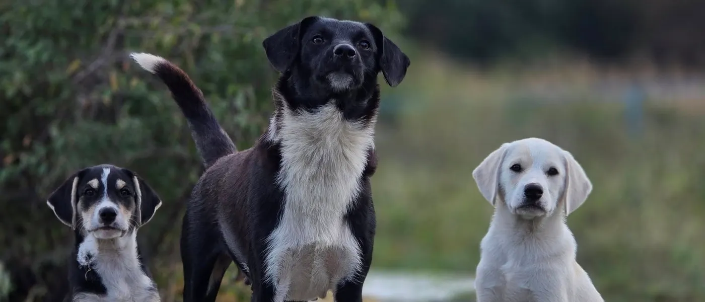 Three rescued dogs at the shelter in Bosnia