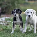 Life at the shelter 59