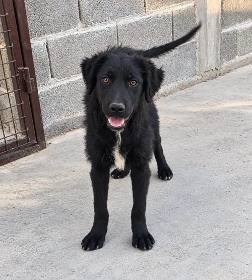Klara, a large rescue dog available for adoption from Bosnia