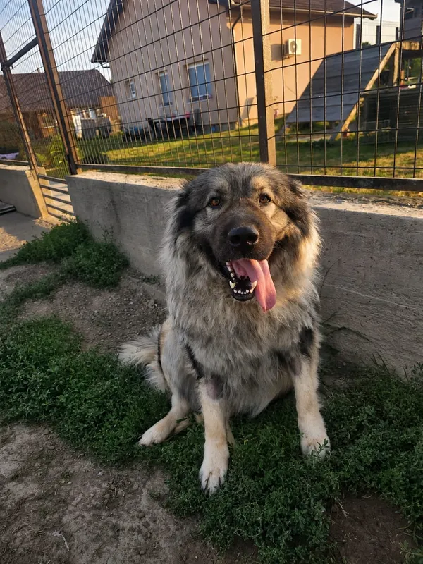 Leia, a rescue dog available for adoption from Bosnia