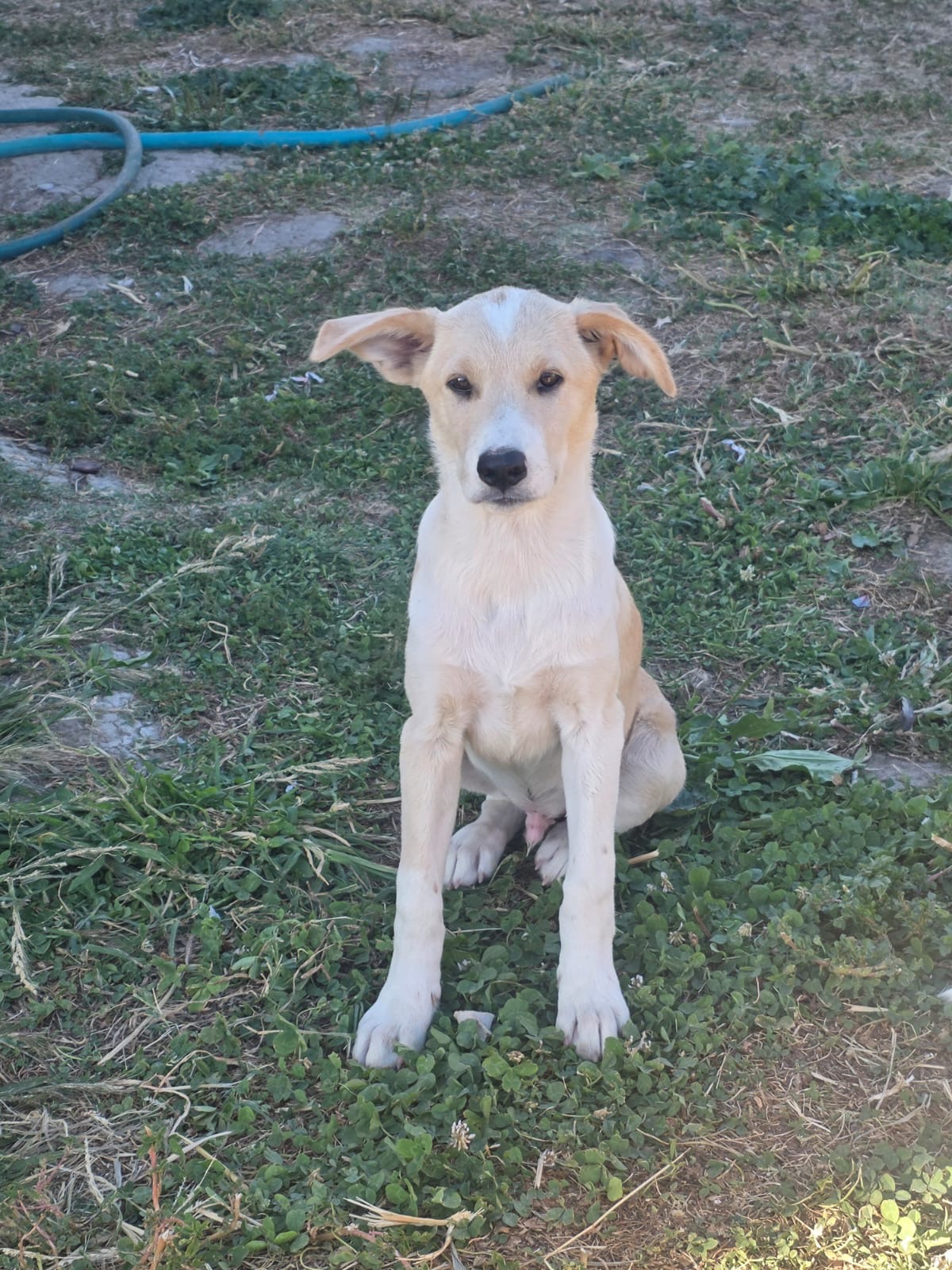 Max photo 1